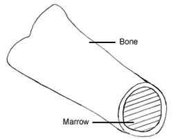 simple drawing buffalo and cattle bone core