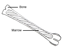 Simple drawing for dear bone core