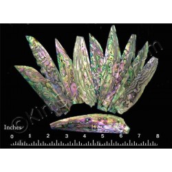 Hybrid abalone (Red combine green color) - 10 pieces