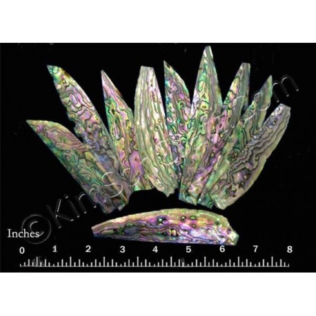 (赤は緑の色を組み合わせる) ハイブリッド アワビ - 10 個