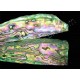 Hybrid abalone (Red combine green color) - 10 pieces