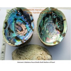 Viet Nam Abalone Paua Shell Gorgeous