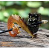 Dragon Organic Horn Hair Barrette