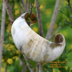 Natural circle horn necklace - Model 0009