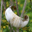 Natural horn bracelet - Model 0033