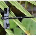 Dargonfly 有機ホーン髪スティック