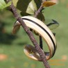 Natural horn bracelet - Model 0044