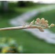 BamBoo Organic Horn & Bone Hair Stick