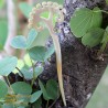 Organic Horn Hair Stick
