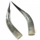 Polished Pair Horns