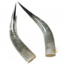 Polished Pair Horns