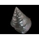 Большой Подлинная трохусы Shell (Niloticus) - Seashell Коллекционная