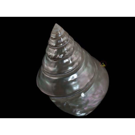 Большой Подлинная трохусы Shell (Niloticus) - Seashell Коллекционная