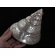 Engraved Black Buffalo Horn - Own Style - Desk Decoration 