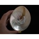 Large Genuine Trochus Shell (Niloticus) - Seashell Collectible