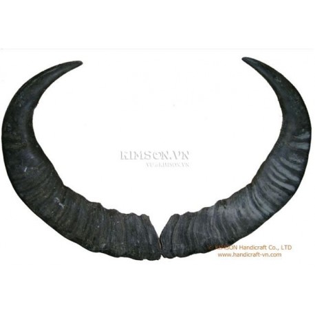 Полный пара Ужин Буффало Хорн для черного пороха держатель