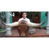Vietnam super horn mount nice new mount off brow nice