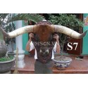 Vietnam super Horn mount schöne neue Halterung aus Stirn schön