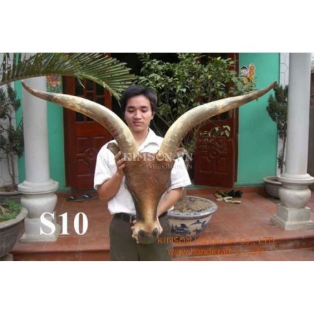 Full Pair Supper Buffalo Horn for Black Powder Holder