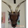 Vietnam super horn mount nice new mount off brow nice