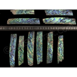 Hybrid Green Abalone