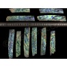 Hybrid Green Abalone