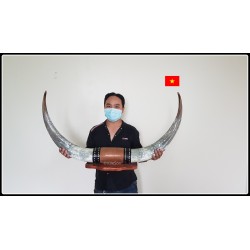 Cattle horn pairs with length from 120 cm to 180 cm