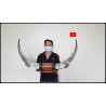 Cattle horn pairs with length from 120 cm to 180 cm