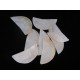 Raw White Mother Of Pearl - Made From Lip Of Pearl