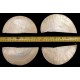 Raw Gold Mother Of Pearl - Made From Lip Of Pearl