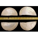 Raw Gold Mother Of Pearl - Made From Lip Of Pearl