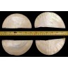 Raw Gold Mother Of Pearl - Made From Lip Of Pearl